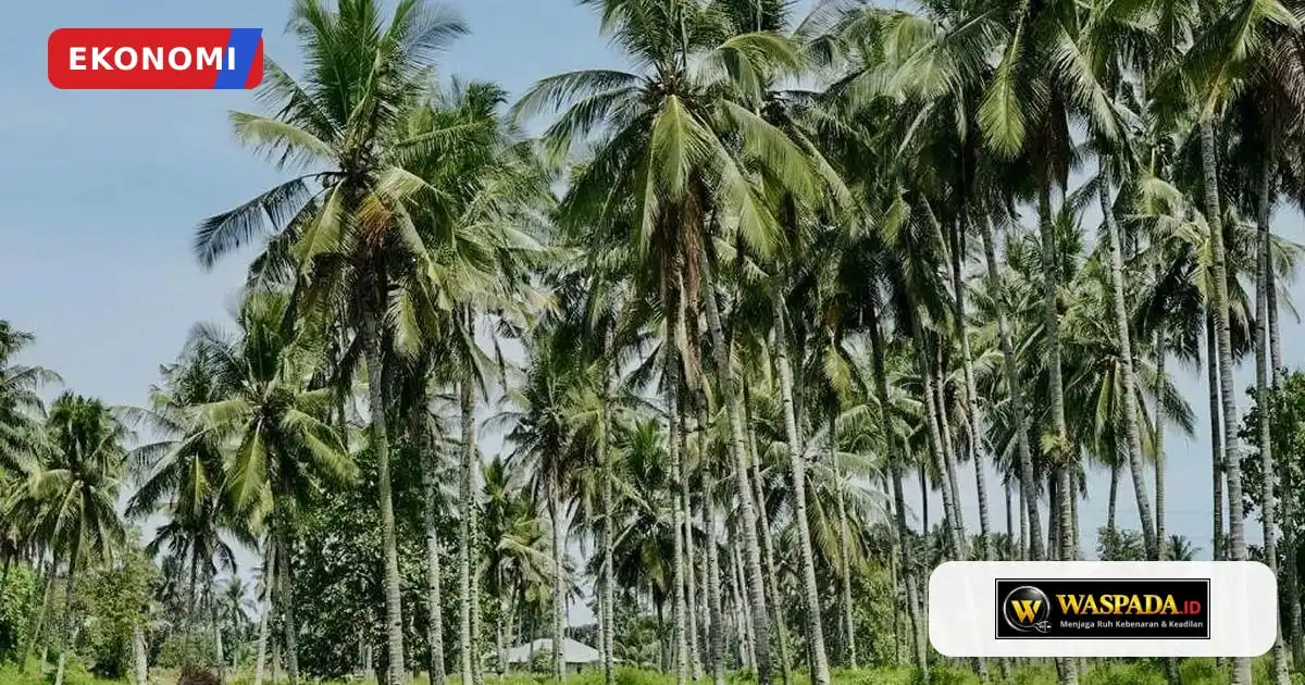 Strategi Pemerintah Mendorong Produktivitas dan Hilirisasi Kelapa Nasional