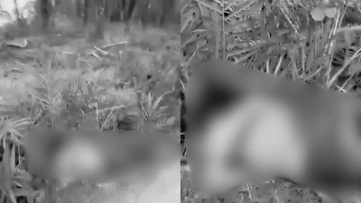 Penemuan Jenazah Perempuan di Perkebunan Sawit Mesuji Masih Diselidiki Polisi