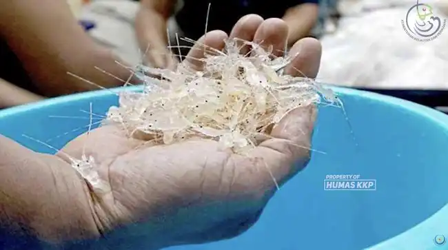 Menahan Arus Gelap Benih Lobster dan Menguatkan Budidaya Nasional