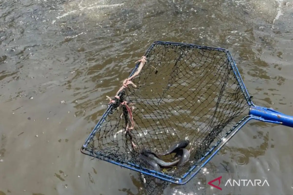 Kemarau Berkepanjangan Tekan Usaha Budi Daya Ikan di Bantul