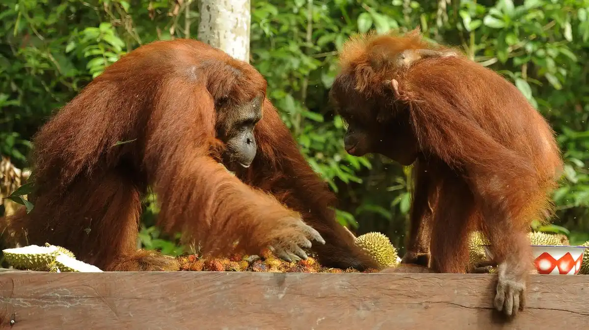 Karhutla Tanjung Puting Membakar 513,89 Hektare, Penanganan Udara Terkendala Asap Tebal