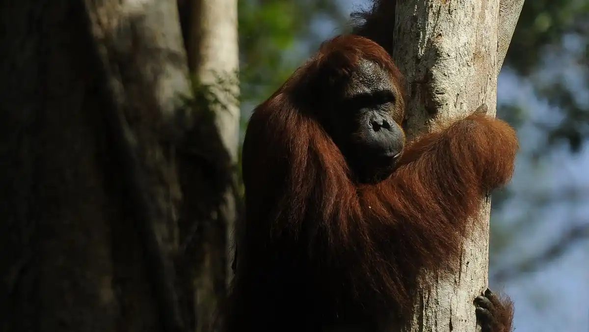 Karhutla Meluas, Ekosistem Orangutan di Tanjung Puting Berada dalam Ancaman