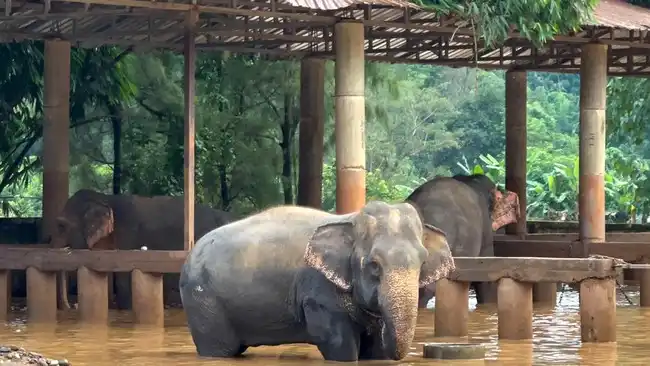 Jejak Ekologis Gajah yang Tetap Hidup Bertahun-Tahun Setelah Kematian