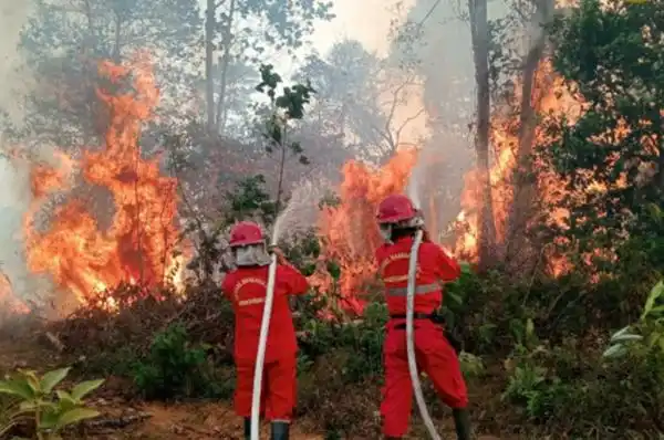 WALHI Minta Penanganan Karhutla Libatkan Semua Pihak