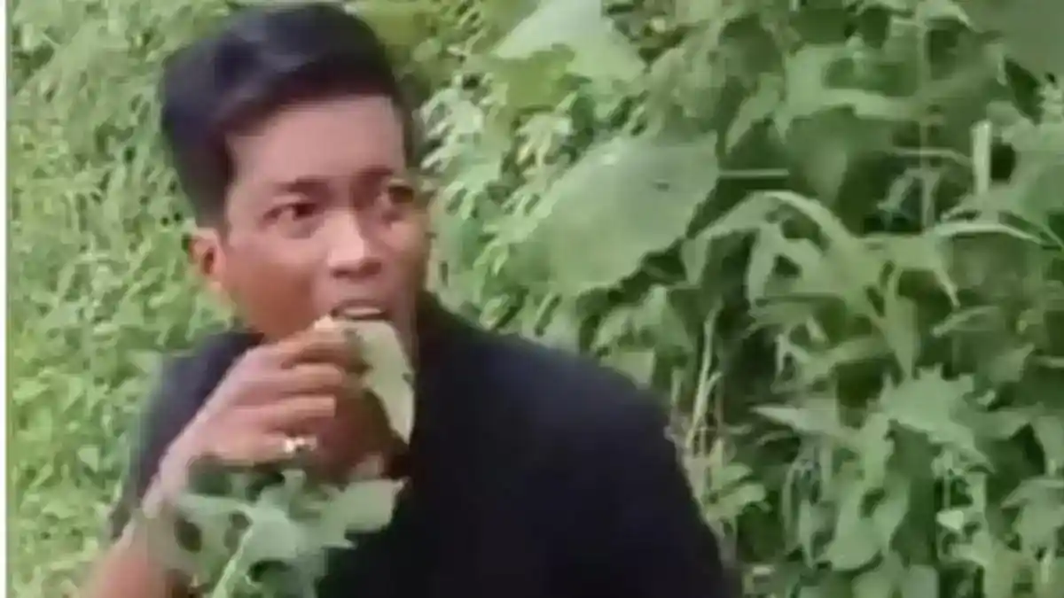 Daun Kates Jadi Sorotan dalam Video Dugaan Pencurian Pepaya di Deli Serdang
