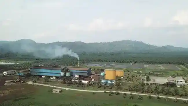 Kebakaran Pabrik Sawit Nusa di Kutai Timur, PSGO Telusuri Dampak dan Penyebab