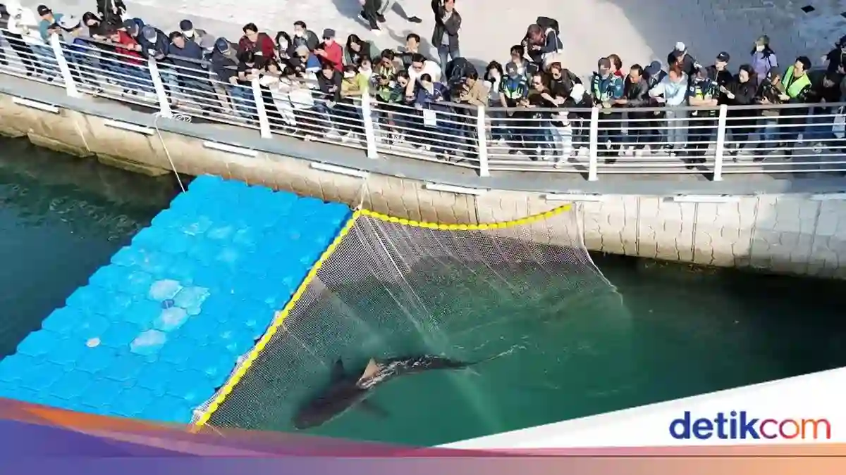Bukangi Kembali ke Laut Setelah Sebulan Terjebak di Kanal Busan