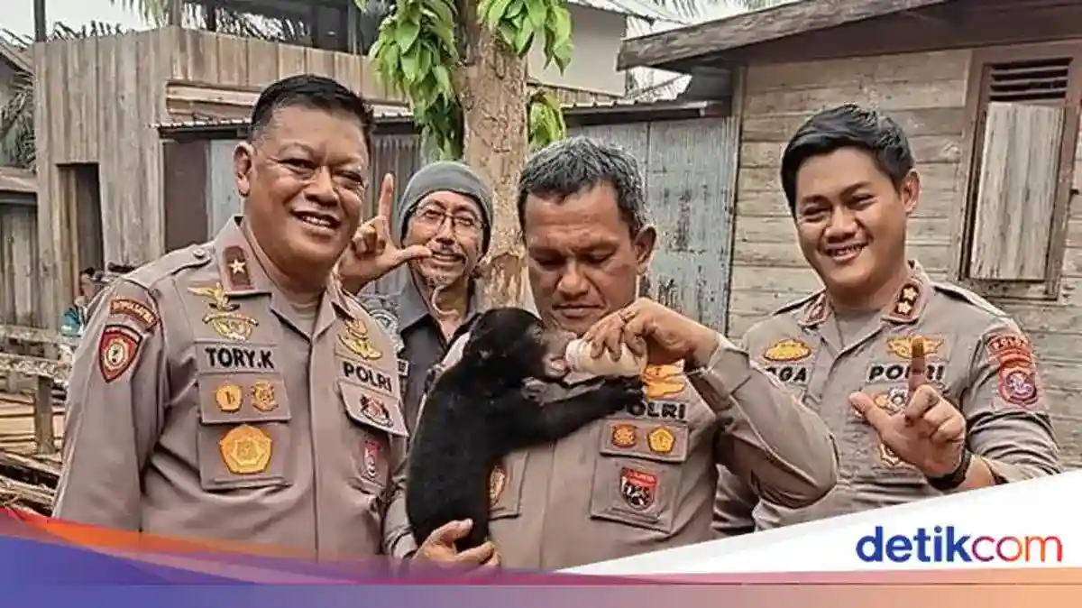 Meli, Anak Beruang Madu yang Diselamatkan dari Kebakaran di Seruyan