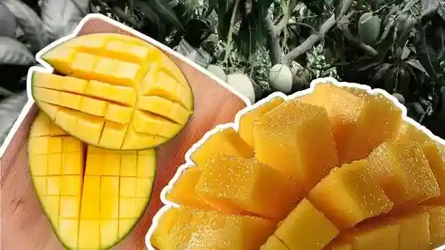 Produksi Mangga RI Menyusut, Jawa Timur Tetap Menjadi Sentra Utama