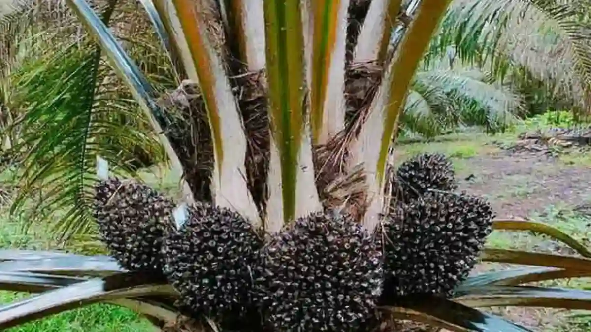 Kolaborasi Agrinas Palma dan Pertamina Buka Peluang Pengembangan Bioenergi Sawit