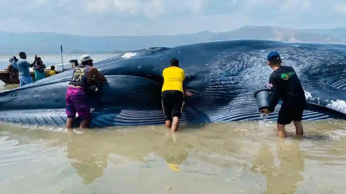 Paus Biru 25 Meter Terdampar di Perairan Riung, Evakuasi Menunggu Pasang