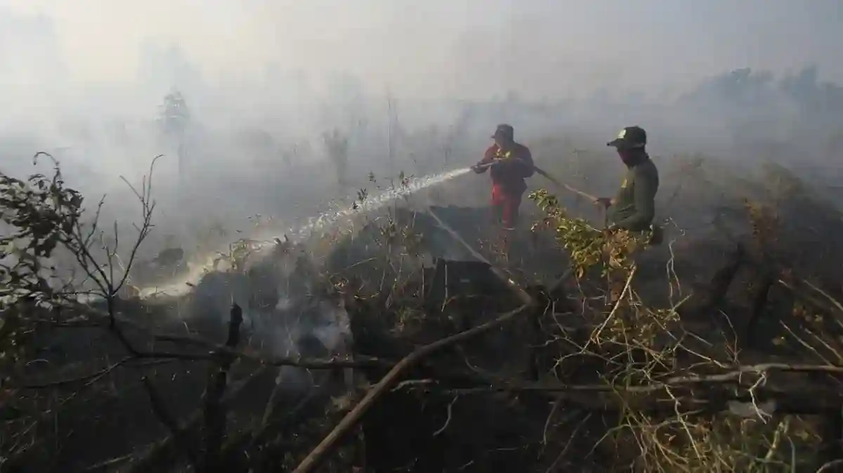 Petugas Kehutanan Toraja Utara Meninggal Setelah Tertimpa Pohon Saat Penanganan Karhutla