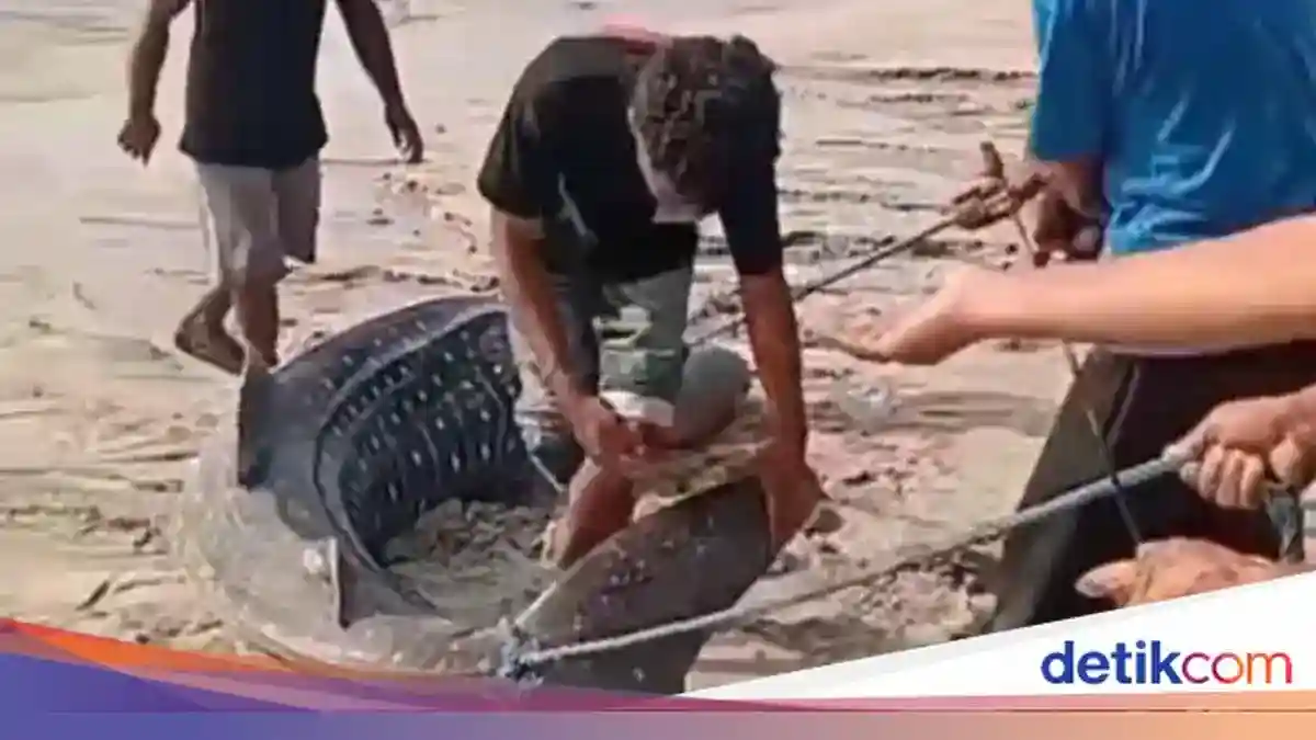 Hiu Paus Mati Terdampar di Sikka, Warga Membagikan Dagingnya